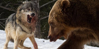 Drei Wölfe gegen einen Grizzly