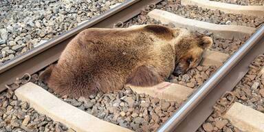 Toter Bär auf Gleisen: Todesursache steht fest