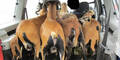 Polizeikontrolle fand 10 Ziegen in einem Kombi
