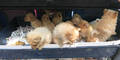 23 Hundewelpen aus Kofferraum befreit