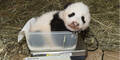 Panda wiegt schon 4,5 kg