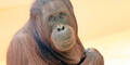 Orang-Utan-Baby kam tot auf die Welt