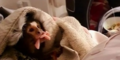 RSPCA