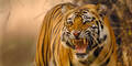 Bengalischer Tiger / Raubkatze / agressiv