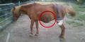 Pony-Ripper Absdorf