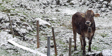 Wetter Schnee Kuh Rind Liechtenstein