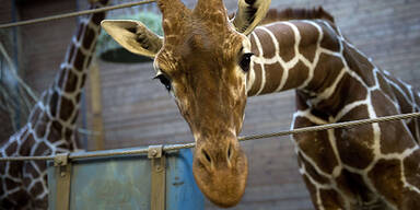 Giraffe "Marius"