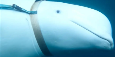Beluga Hvaldimir