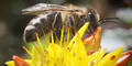 Steirischer Landtag verbietet Bienen-Gift