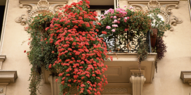 Blumen am Balkon