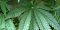 Indoor-Cannabisplantage ausgehoben