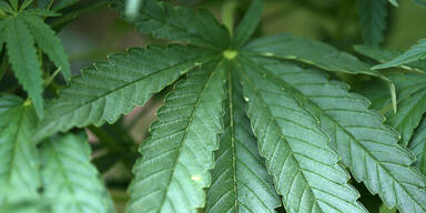 Indoor-Cannabisplantage ausgehoben