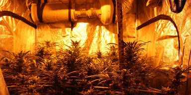 Drei Cannabis-Großhändler verhaftet