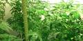 Cannabis-Plantage im großen Stil