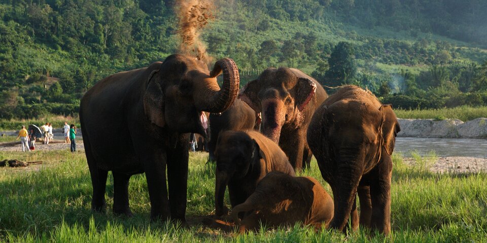 Beliebte Dickhäuter in Thailands Nationalparks