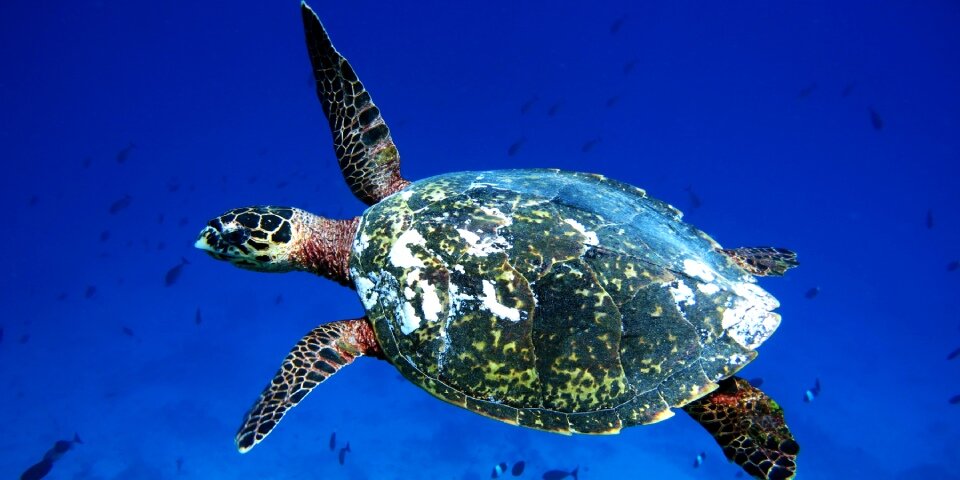 Coco Palm Turtle