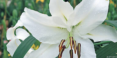 Die 'Casa Blanca' hat große, weiße Blüten