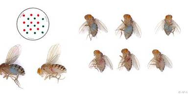 Drosophila diente als Untersuchungsobjekt
