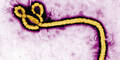 Ebola breitet sich immer schneller aus