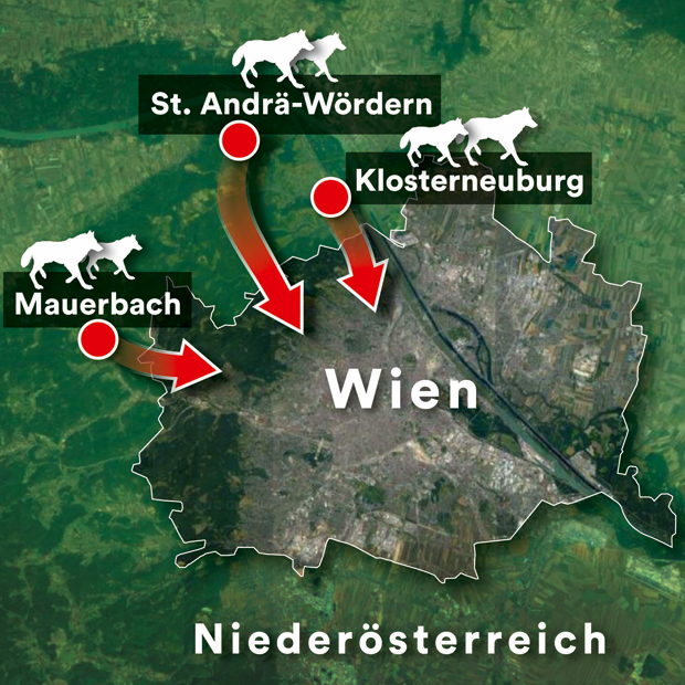 Wölfe Klosterneuburg Karte Wien