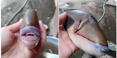 Netz rätselt um Foto von Fisch mit "Menschen-Zähnen"