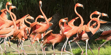 Flamingos Schönbrunn