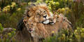 Die große ReiseLust24 Südafrika-Safari
