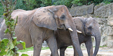 Tierpark: Großer Wirbel um Ausbau des Elefantengeheges