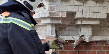 Wiener Feuerwehr rettet Turmfalken aus misslicher Lage