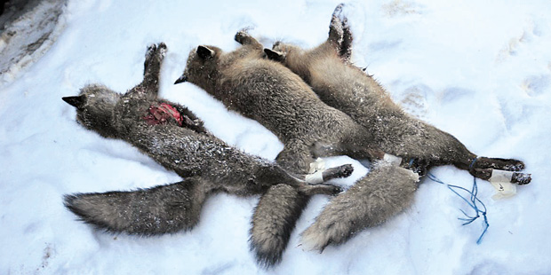 Fuchs Massaker