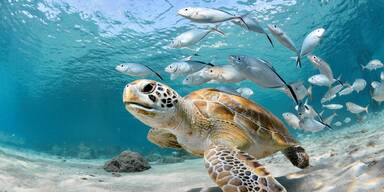 Schildkröte und kleine Fische unter Wasser