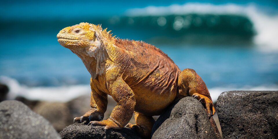 Galapagos Tier