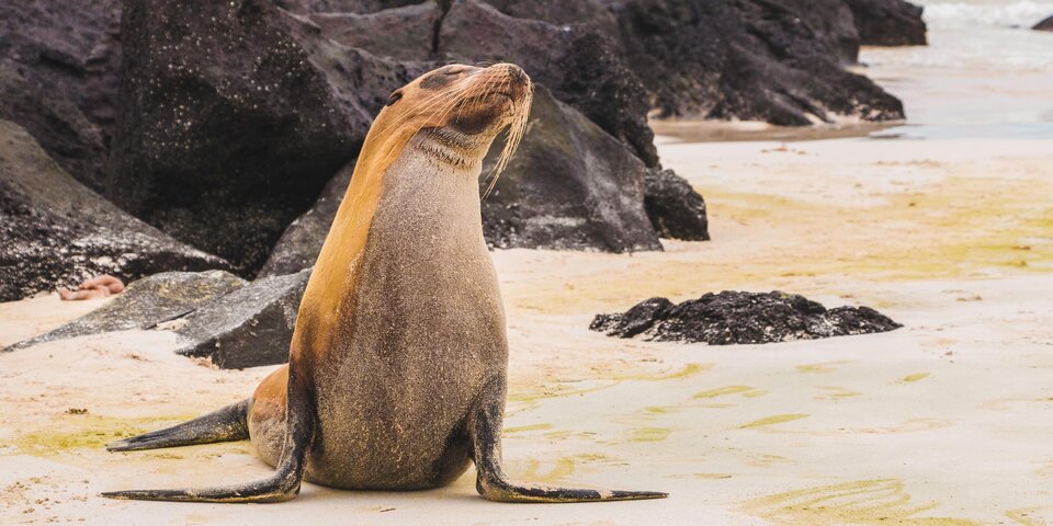 Robbe am Strand