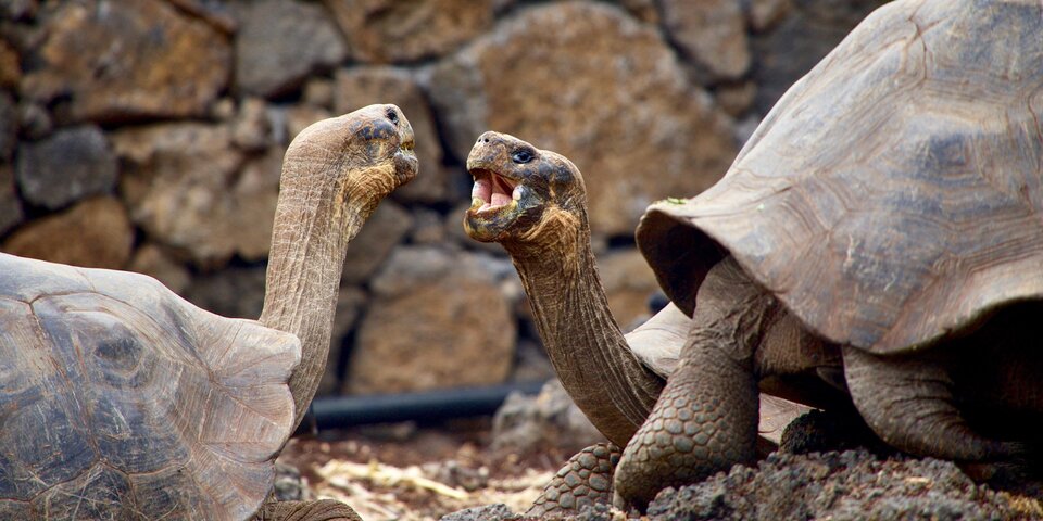 zwei Schildkröten