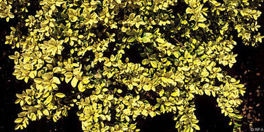 Gelbe Berg-Ilex mit seiner leuchtend gelben Farbe