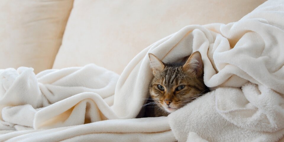 Katze in Decke