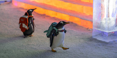 Pinguine mit Rucksäcke