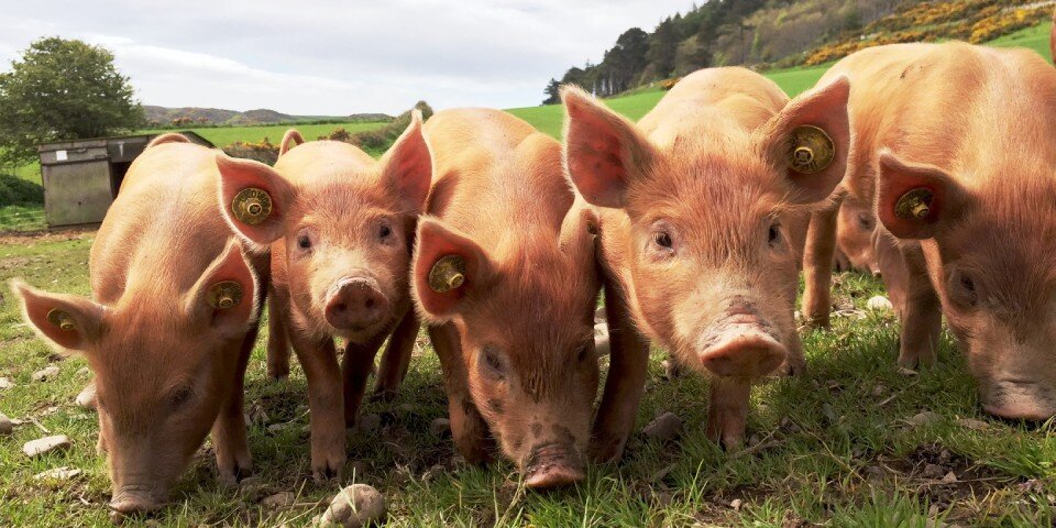 Schweinchen