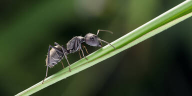 Neue Studie: Ameisen können Krebszellen riechen
