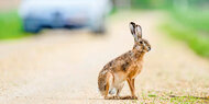 Traurige Bilanz zu Ostern: 17.500 Hasen totgefahren