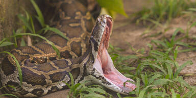 Riesen Python