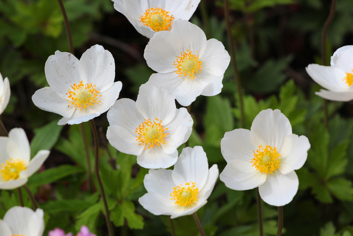 Kronenanemone