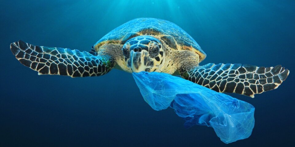 Schildkröte mit Plastik