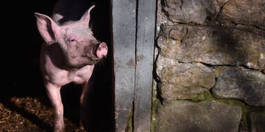 Zu wenig Schlachter – Hunderte Schweine getötet