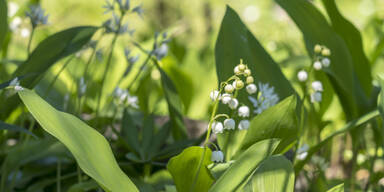 So unterscheiden Sie Bärlauch von Maiglöckchen - oe24.at