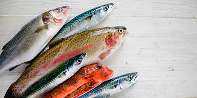 Fisch und Meeresfrüchte nachhaltig kaufen