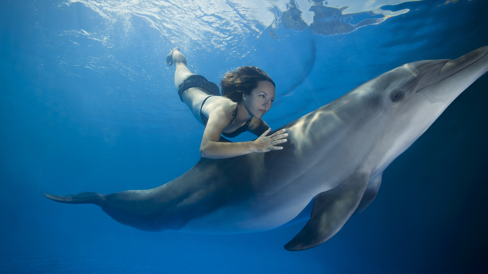 Frau Hatte öffentlich Sex Mit Delfin 2530