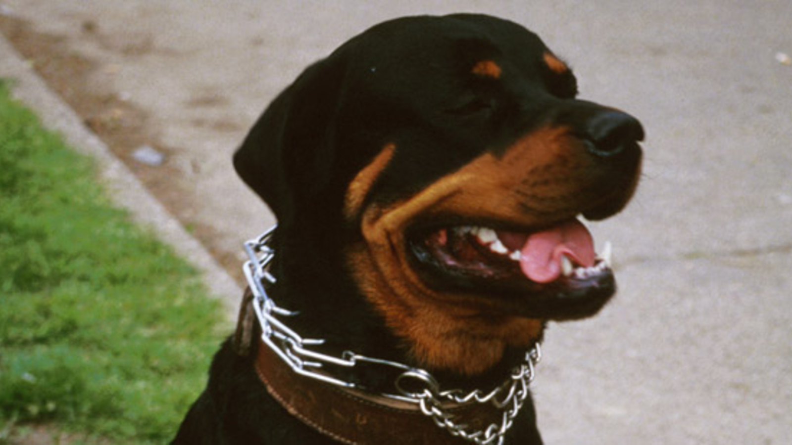 Bub (1) nach Hundebiss in Wien in Lebensgefahr