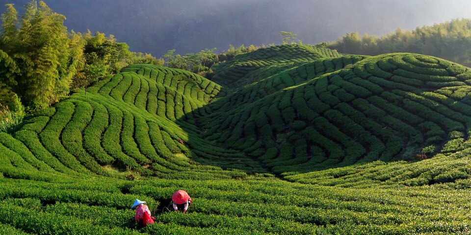 Teeplantage