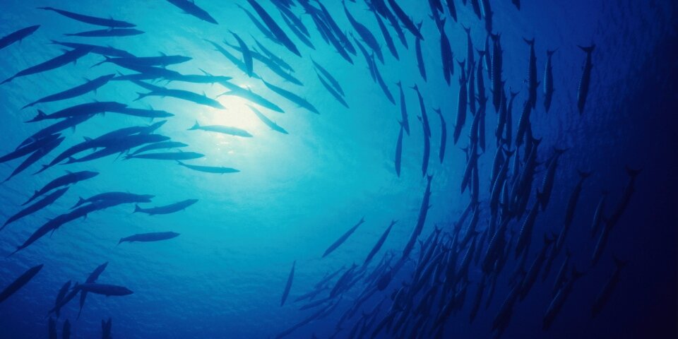 Fischschwarm im Meer